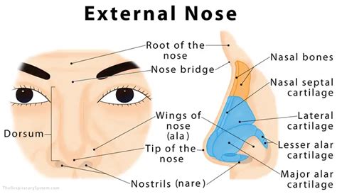 nose traduzione|nose definition in italian.